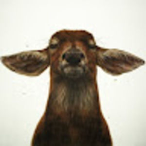 Meet your Posher, Nathan